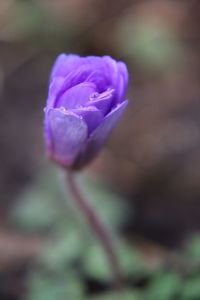 Close-up of pink flower