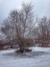 Bare trees on snow covered landscape