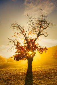 Tree on field against sky during sunset