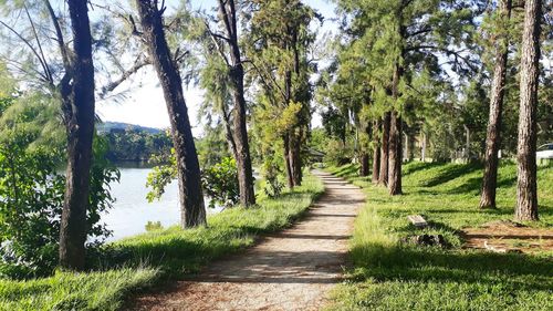 Dirt road along trees and plants