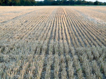 Crops growing on field