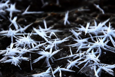 Close-up of frozen plants on land