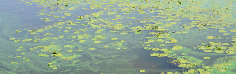 High angle view of water lily in lake