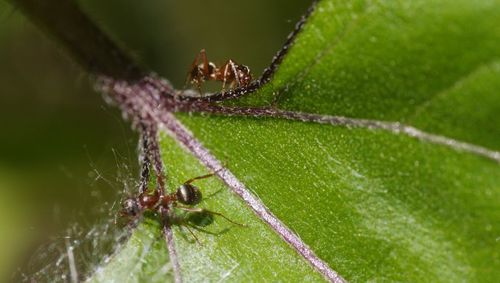 Close-up of spider on leaf