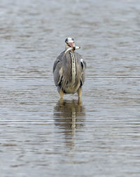 Heron with fish caught in lake. 