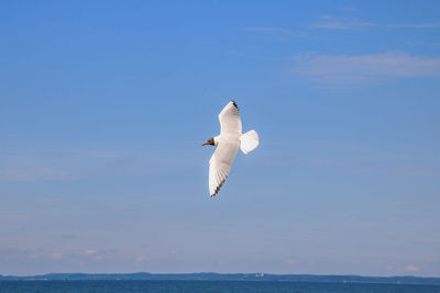 Swan flying over sea against sky