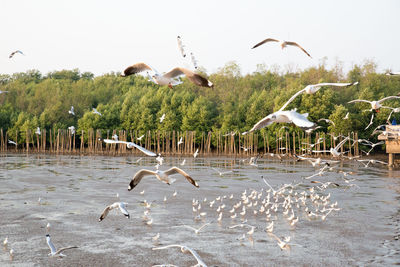 Seagulls flying over lake against sky