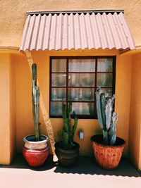 Close-up of potted plant against window