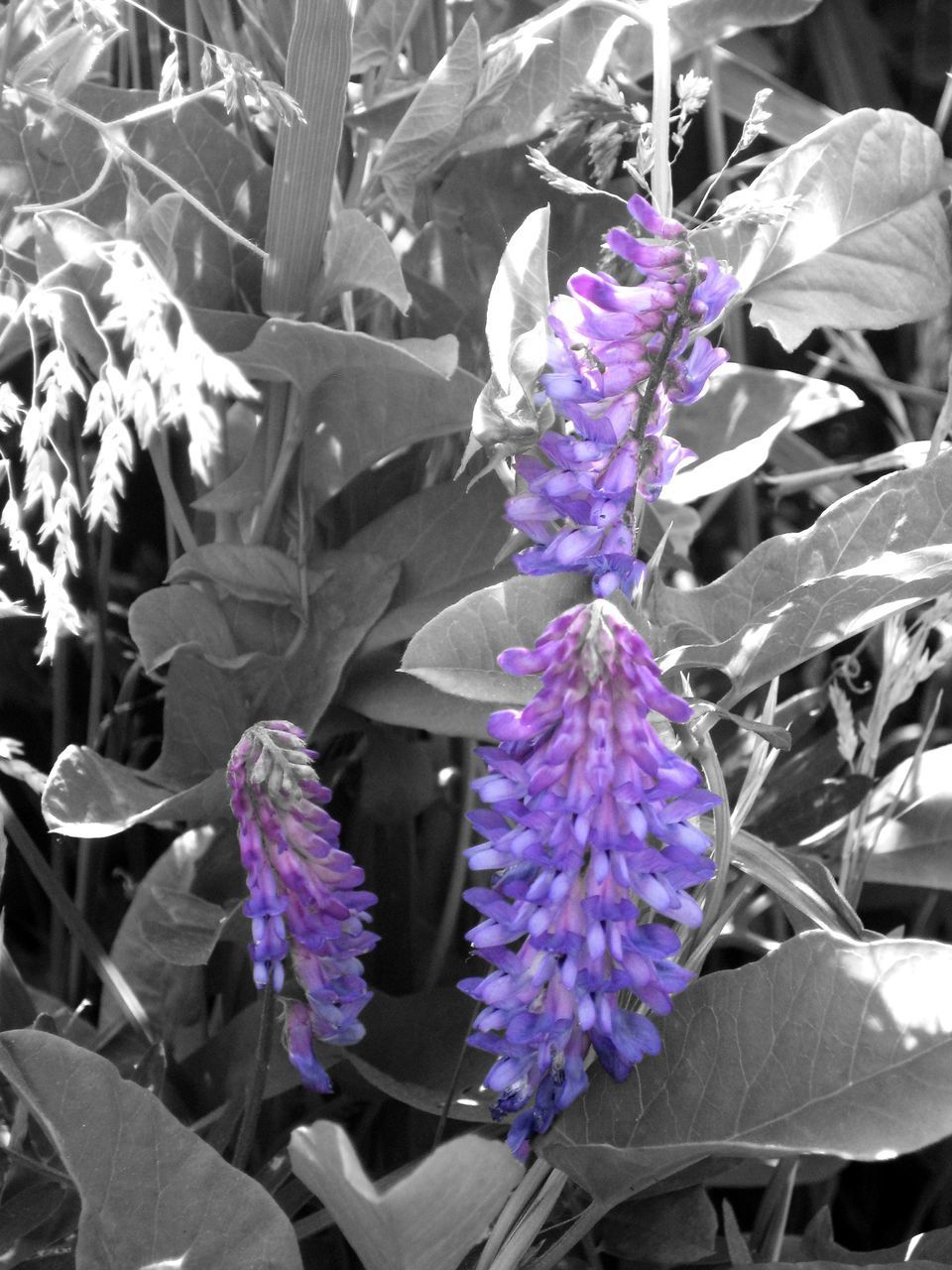 CLOSE-UP OF PURPLE FLOWERS ON PLANT