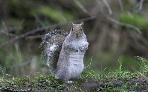 Close-up of squirrel on field