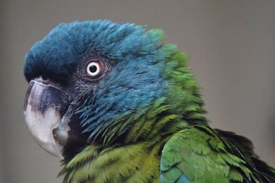 Close-up of parrot