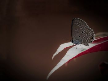 Close-up of butterfly