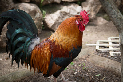 Close-up of rooster on field