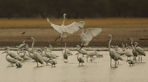 Egrets in lake