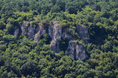 Trees in forest