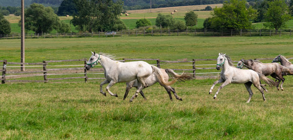 Horses in a field