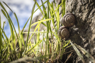 Close-up of snail on grass