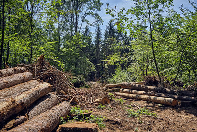 Trees in forest