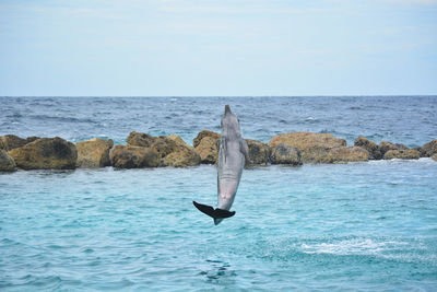 Jumping dolphin