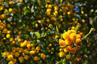 Close-up of yellow flower