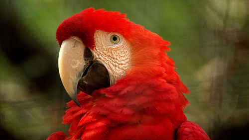 Close-up of a parrot