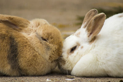 Close-up of rabbits