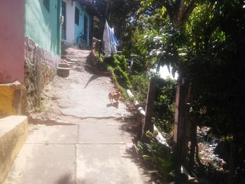 Narrow alley along plants