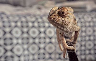 Close-up of bearded dragon