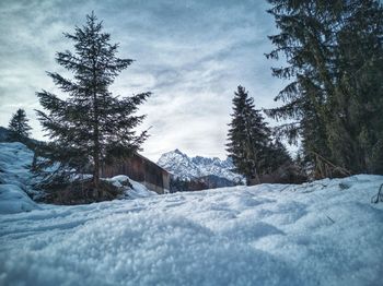 Pine trees on snow covered land against sky wilder kaiser 