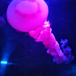 Close-up of jellyfish swimming in sea