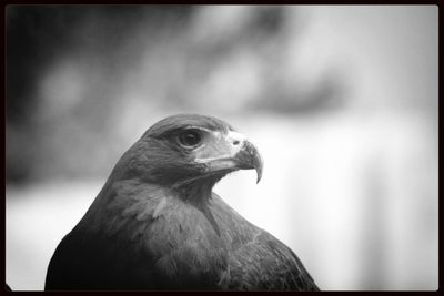 Close-up of a bird