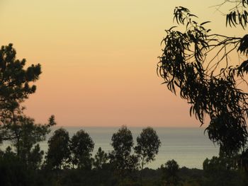 Silhouette trees against sky during sunset