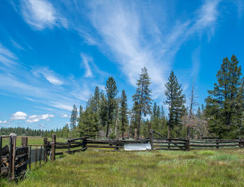 Panoramic shot of trees on landscape against blue sky