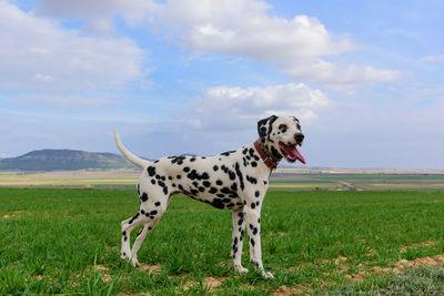 View of a dog on field