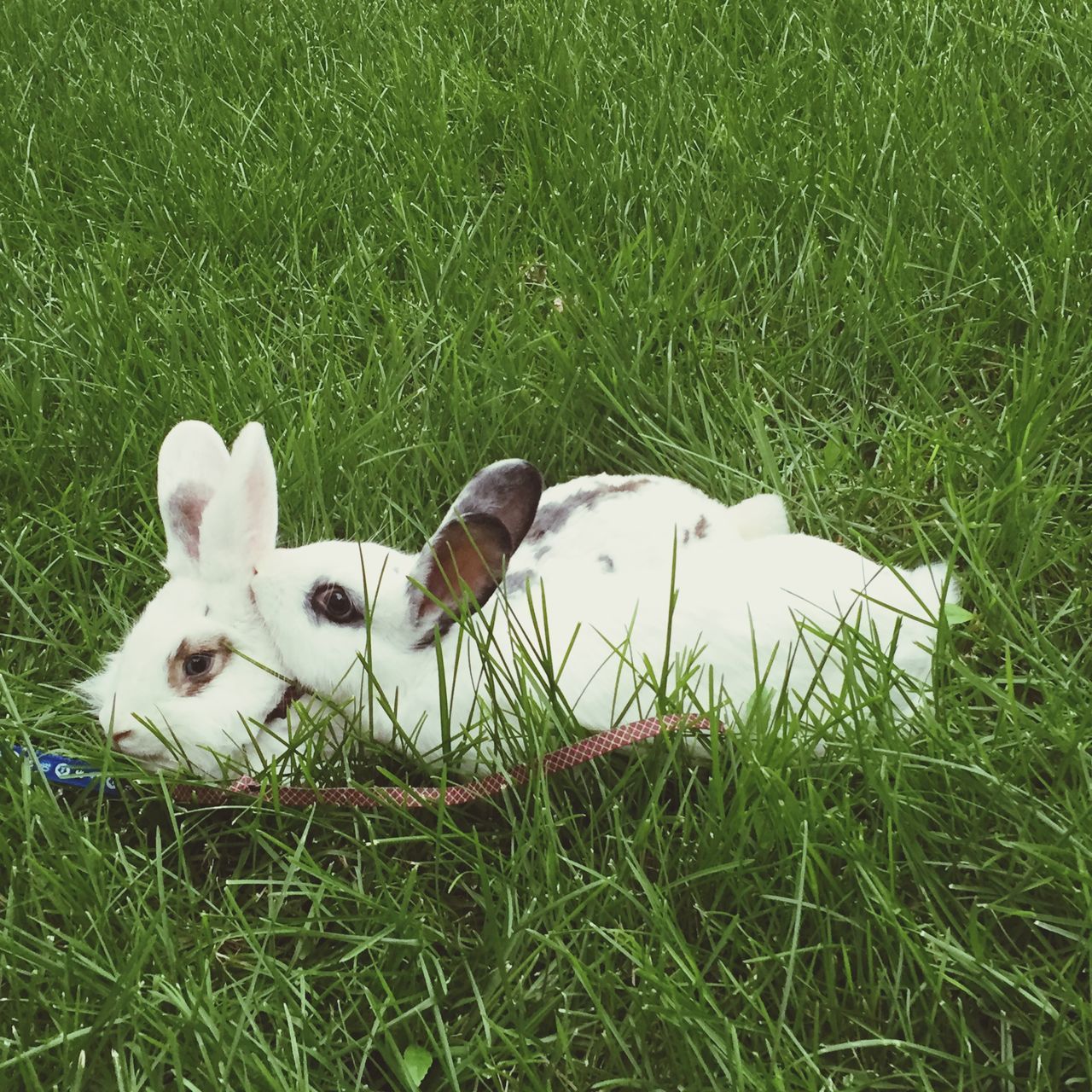 animal themes, grass, grassy, field, domestic animals, green color, two animals, mammal, wildlife, animals in the wild, nature, growth, young animal, white color, one animal, bird, animal family, togetherness, livestock, sheep