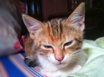 Close-up portrait of a cat