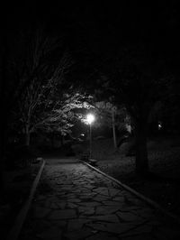 Illuminated trees at night