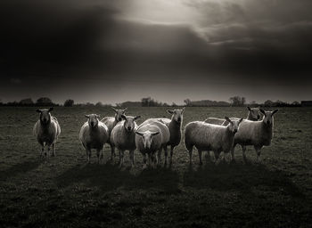 Flock of sheep on field