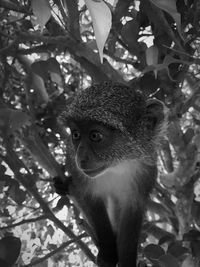 View of monkey on tree