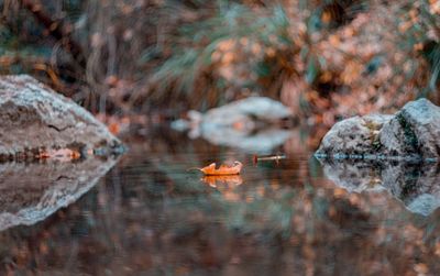 Close-up of birds in water