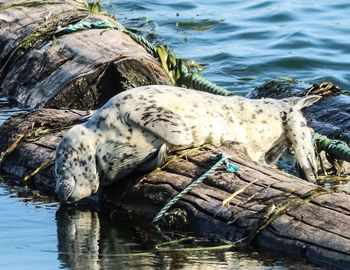 High angle view of animal drinking water in lake