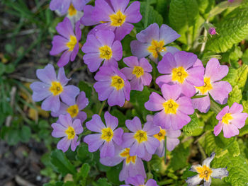 High angle view of purple flowering plants