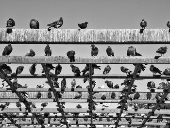 Low angle view of birds perched on beams