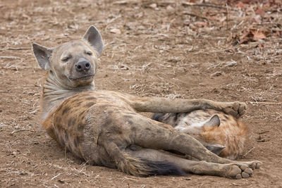 African black spotted hyena