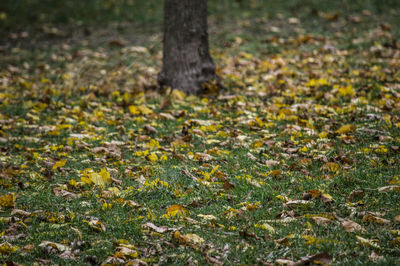 Close-up of tree trunk in forest
