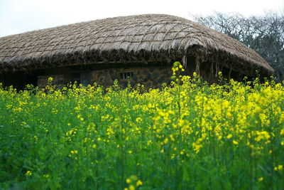 House by oilseed rape against sky