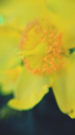 Close-up of yellow flower