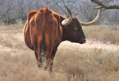 Texas longhorn cattle on field