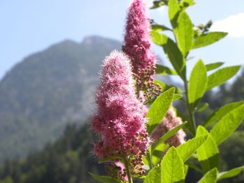 Close-up of pink flowering plant