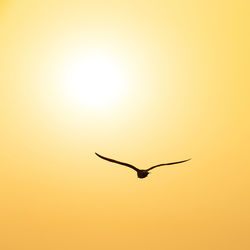 Bird flying in the sky